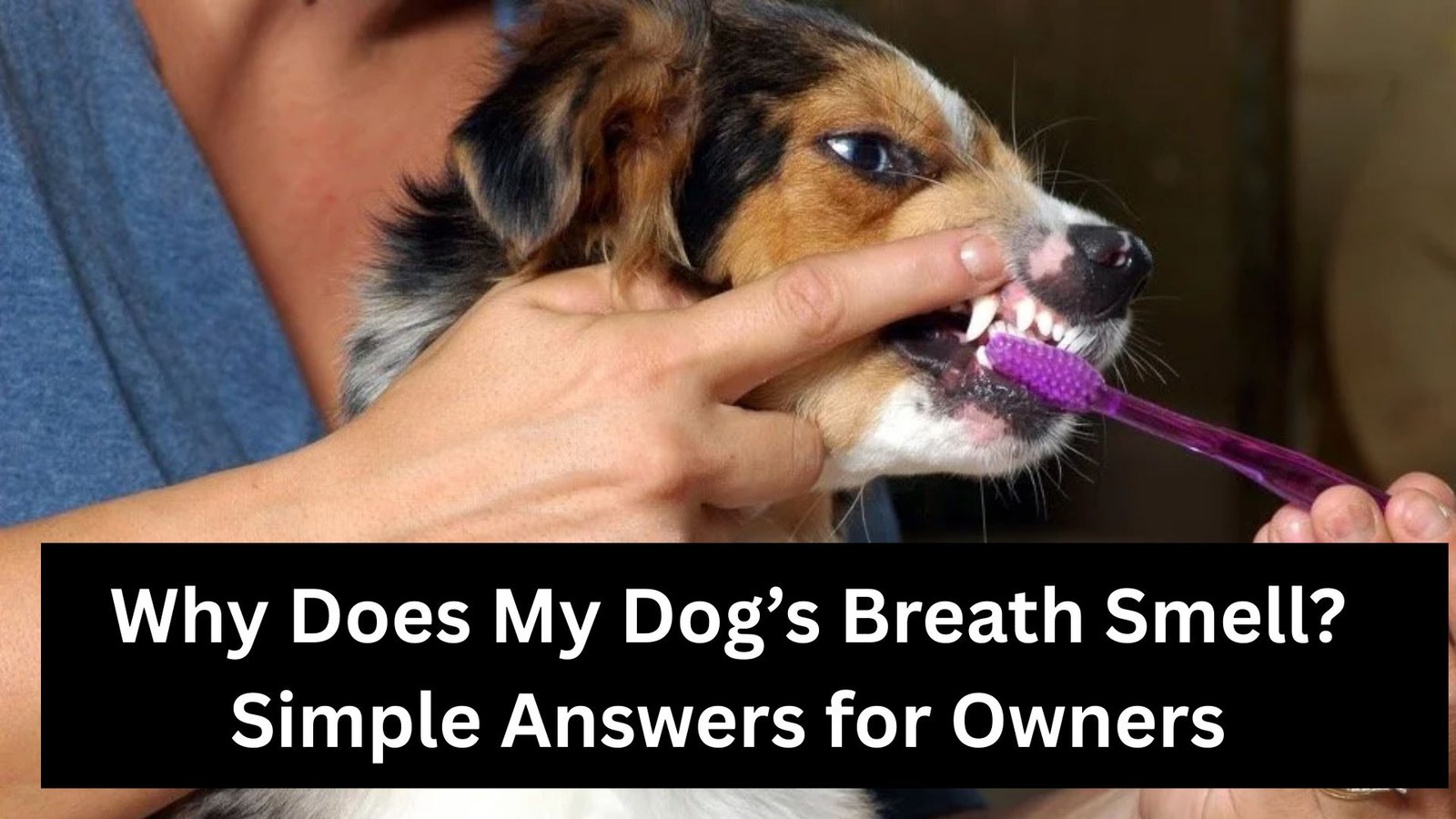 Why Does My Dog’s Breath Smell? Simple Answers for Owners